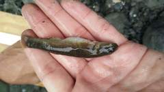 Sicyopterus japonicus