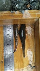 Sicyopterus japonicus