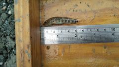 Rhinogobius gigas