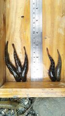 Sicyopterus japonicus