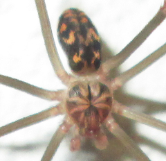 Loxosceles simillima