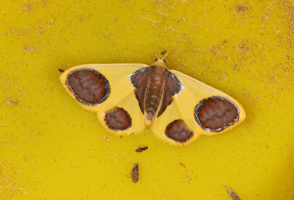 Plutodes signifera