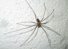 Loxosceles simillima