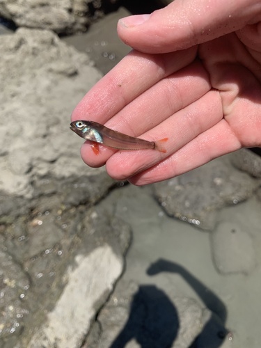 Large-banded blenny (Ophioblennius steindachneri) — Blenniidae — 2