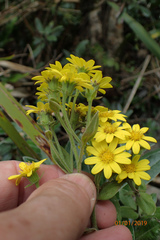 Brachyglottis laxifolia