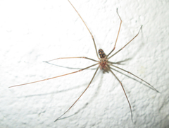 Loxosceles simillima