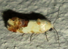 Acontia