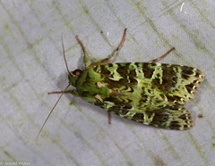 Checupa fortissima