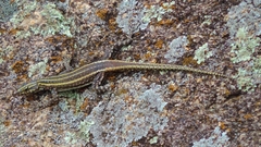 Platysaurus intermedius