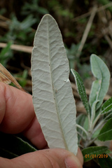Brachyglottis laxifolia