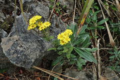 Brachyglottis laxifolia