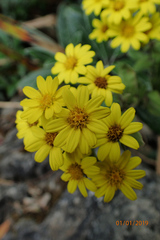 Brachyglottis laxifolia