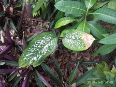 Coffea richardii