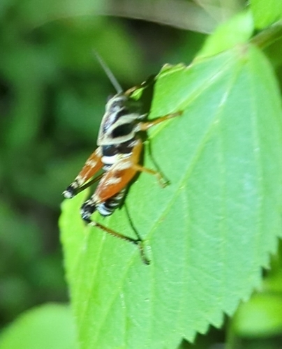 Photo of Aztec Spur-throated Grasshopper (Aidemona azteca)