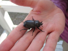 Phileurus truncatus