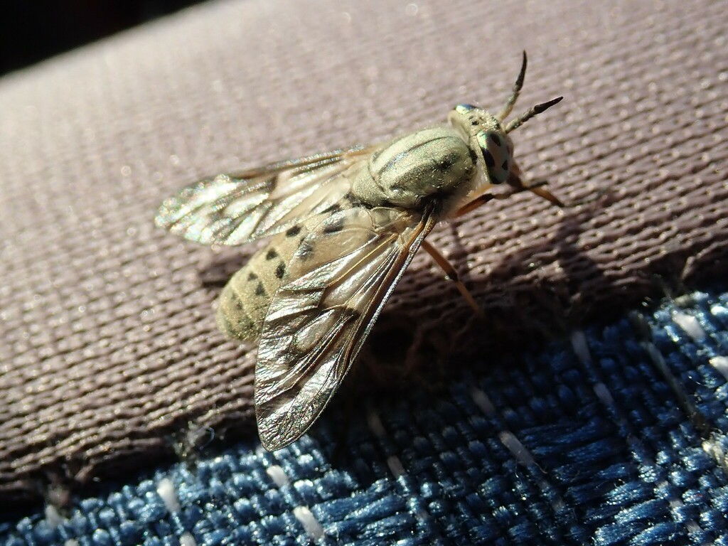 Silvius abdominalis