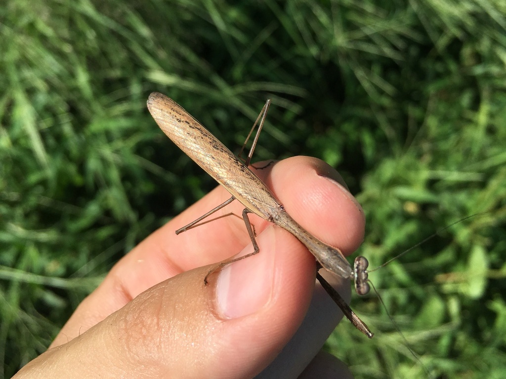 Statilia maculata maculata in September 2017 by renshuchu · iNaturalist