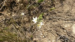 Ornithogalum hispidum