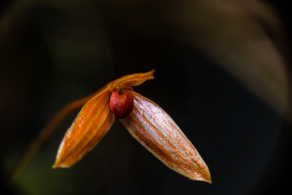 Bulbophyllum montense
