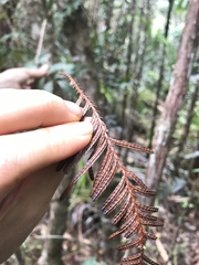 Libocedrus yateensis
