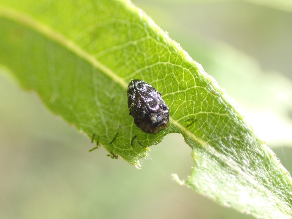 ヤナギチビタマムシ