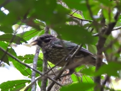 Ailuroedus maculosus