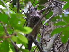 Ailuroedus maculosus