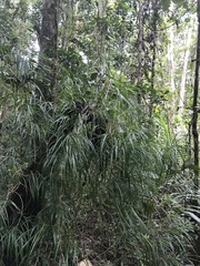 Freycinetia graminifolia