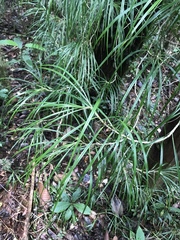 Freycinetia graminifolia