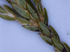 Lachnaea penicillata