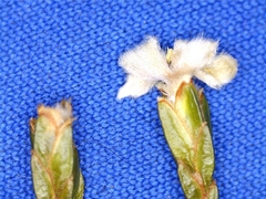 Lachnaea penicillata