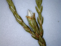 Lachnaea penicillata