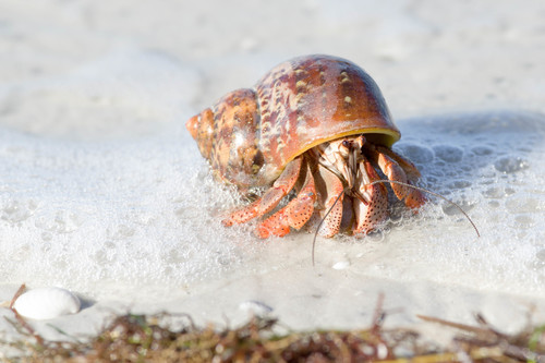 Caribbean Land Hermit Crab, photo 3 of 10