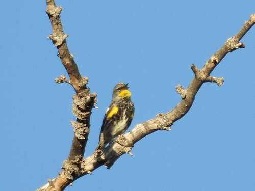 Yellow-rumped Warbler photographed in Nevada