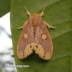 Euproctis quadrangularis