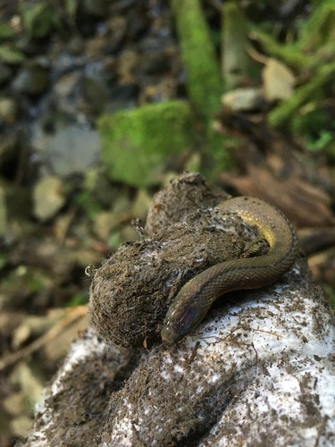 Grey Burrowing Snake