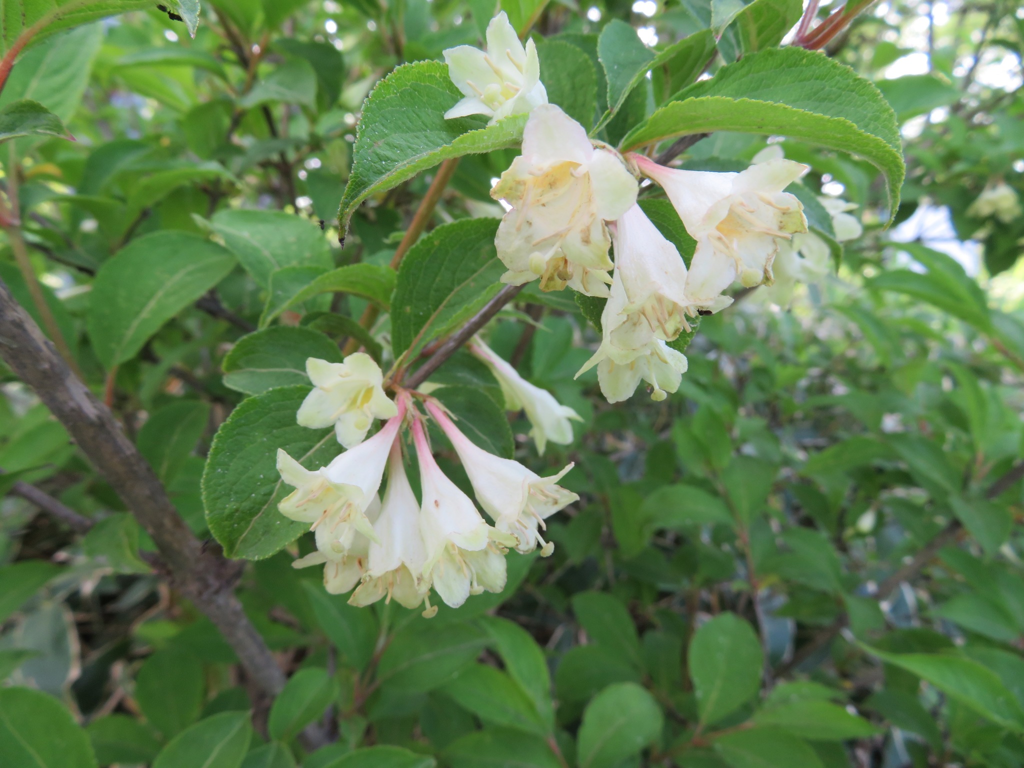 Weigela decora