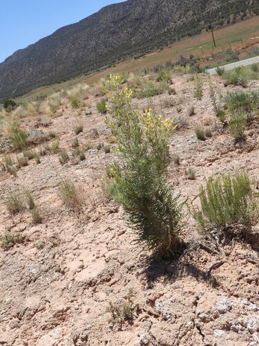 Paradox Valley Blazingstar (Mentzelia paradoxensis)