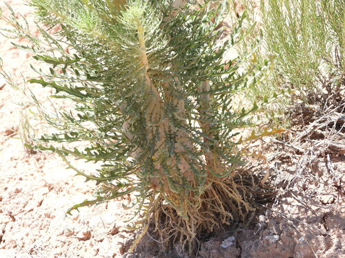 Image of Mentzelia paradoxensis by (c) Jared Shorma, some rights reserved (CC BY)