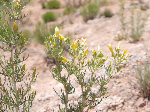 Image of Mentzelia paradoxensis by (c) Jared Shorma, some rights reserved (CC BY)