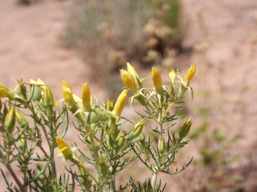 Image of Mentzelia paradoxensis by (c) Jared Shorma, some rights reserved (CC BY)