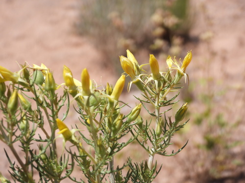 Image of Mentzelia paradoxensis by (c) Jared Shorma, some rights reserved (CC BY)