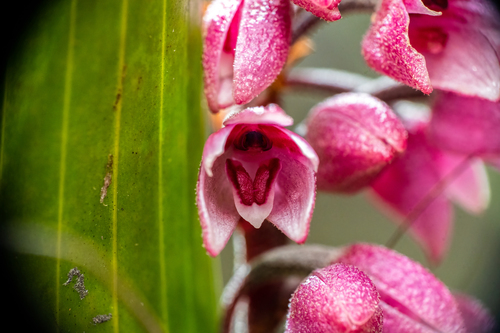 Cymboglossum grande observed 2023-07-02
