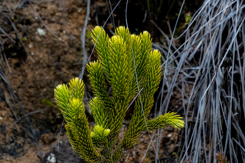 Dacrydium gibbsiae (Dacrydium gibbsiae)