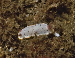 Goniobranchus daphne