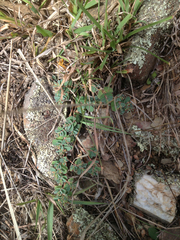Euphorbia dallachyana