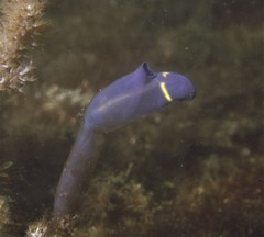 Clavelina meridionalis