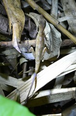 Many-Scaled Anole photo 4