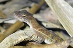 Many-Scaled Anole photo 5