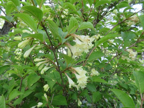 Weigela decora, photograph 3